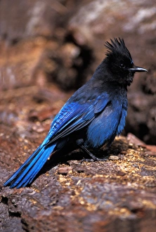 stellers jay, Cyanocitta stelleri, in Kenai Fjords National Park, southcentral