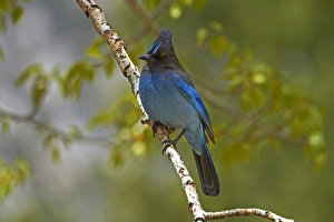 Images Dated 28th April 2014: Stellers jay (Cyanocitta stelleri), West Walker River at Shingle Mill Flat, by U