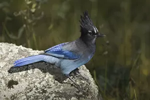 Images Dated 28th September 2006: Stellers Jay, Cyanocitta stelleri, adult, Rocky Mountain National Park, Colorado