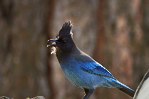 Animals Prints: Stellers jay (Cyanocitta stelleri) on the Mist Trail, Yosemite National Park