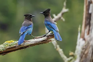 Images Dated 27th January 2022: Steller's jay pair