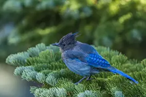 Sierra Mountains Prints: Stellers Jay perched on a Fir Bough at Mammoth Lakes California