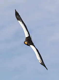 Stellers sea eagle flying. Wintering on the Shiretoko Peninsula, Hokkaido, Japan