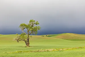 Cloudy Prints: Steptoe, Washington State, USA. Cottonwood tree in wheat field under storm clouds in