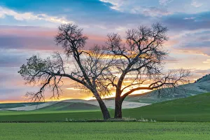 Steptoe, Washington State, USA. Cottonwood trees in a wheat field at sunset