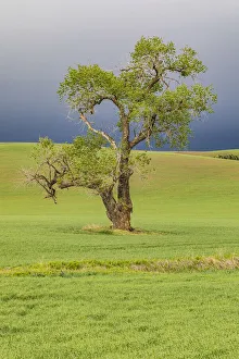 Steptoe, Washington State, USA. Cottonwood tree in wheat field under storm clouds in