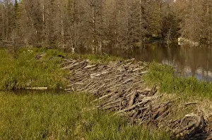 Alder Prints: Part of a stick-and-mud dam across a stream with conical house indicates a beaver