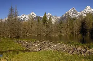 Part of a stick-and-mud dam across a stream with conical house indicates a beaver