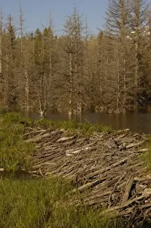 Images Dated 25th May 2005: Part of a stick-and-mud dam across a stream with conical house indicates a beaver