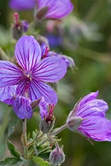 Images Dated 14th July 2014: Sticky geranium wildflowers in Glacier National Park, Montana, USA