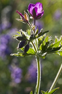 Back Lit Prints: Sticky Geranium wildflowers in Glacier National Park, Montana, USA