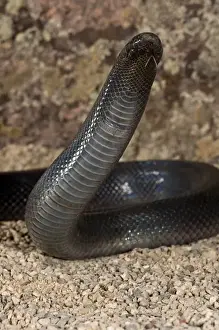 Vertebrate Prints: Stiletto Snake (Mole Viper) Atractaspis bibroni Native to East Africa