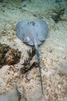 Stingray, Akumal, Quintana Roo, Yucatan Peninsula, Mexico, Endangered Species