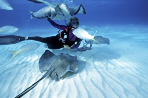 Snorkel Prints: Stingray City, Grand Cayman, Caribbean (MR)