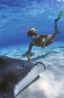 Snorkel Prints: Stingray City, Grand Cayman, Cayman Islands, Caribbean (MR)
