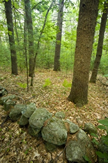Images Dated 11th August 2015: Stone wall in an Oak-Pine forest in Pepperell, Massachusetts