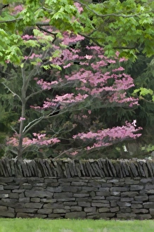 Dog Wood Prints: Stone wall and pink dogwood tree, Lexington, Kentucky