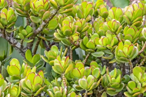 Succulent Prints: Stonecrop