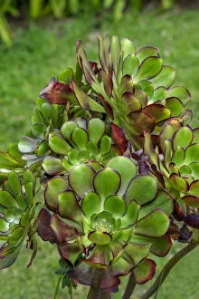 Floral & Botanical Gallery: Stonecrop plant