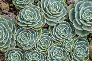 Stonecrop Prints: Stonecrop plant, Echeveria