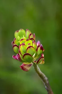 Floral & Botanical Collection: Stonecrop, Sedum