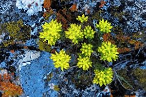 Images Dated 26th September 2024: Stonecrop wildflowers in lichen encrusted rocks in Glacier National Park