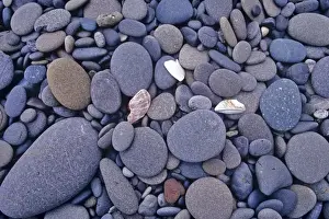 Images Dated 14th September 2007: Stones and sea shells along the Pacific Coast at Rialto Beach in Washington