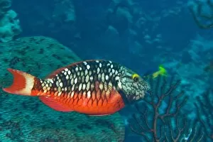Images Dated 9th May 2004: Stoplight Parrotfish (Sparisoma varide) Hol Chan Marine Preserve, Belize Barrier