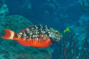 Barrier Reef Prints: Stoplight Parrotfish (Sparisoma varide) Hol Chan Marine Preserve, Belize Barrier
