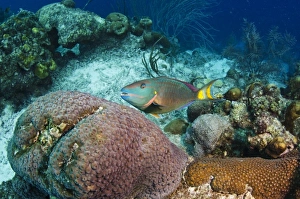 Netherlands Antilles Prints: Stoplight Parrotfish (Sparisoma viride), Bonaire, Netherlands Antilles, Caribbean