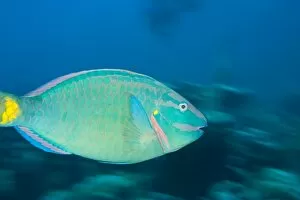 Stoplight Parrotfish (Sparisoma viride), North Side of Utila, Bay Islands, Honduras