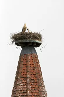 Stork nesting atop a steeple at Ribeauville, France. france, french, europe