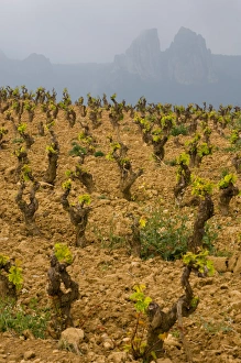Images Dated 6th May 2006: Storm clouds over the Penas Jembrez mountains with a vineyard in the foreground in