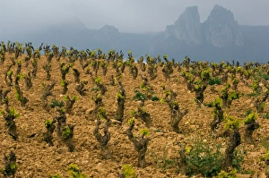 Images Dated 6th May 2006: Storm clouds over the Penas Jembrez mountains with a vineyard in the foreground in