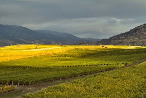 Stormy sky over the fall-colored vineyards of Burrowing Owl Wineryi in the Okanagan
