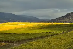 Wine Country Prints: Stormy sky over the fall-colored vineyards of Burrowing Owl Wineryi in the Okanagan