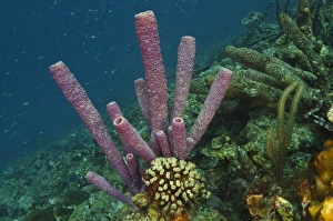 Images Dated 21st May 2011: Stove-pipe Sponge (Aplysina archeri), Bonaire, Netherlands Antilles, Caribbean
