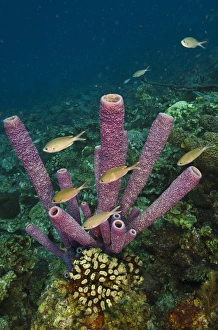 Netherlands Antilles Prints: Stove-pipe Sponge (Aplysina archeri) BONAIRE, Netherlands Antilles, Caribbean