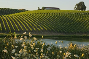 Images Dated 9th August 2007: Straight rows of riesling vines roll up hills at Montinore Estate Vineyards near Forest Grove