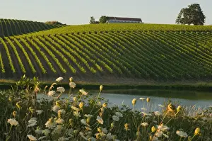 Straight rows of riesling vines roll up hills at Montinore Estate Vineyards near Forest Grove