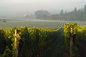 Straight rows of the vines at Stoler Vineyards in Willamette Valley Wine Country