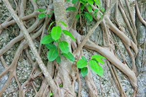 Strangler Fig Prints: Strangler fig grasping quarry wall trail. Windley Key Fossil Reef Geological State Park