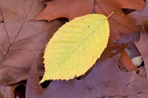 Stratham, NH Ironwood, Carpinus caroliniana, leaf in fall. Sandy Point Trail