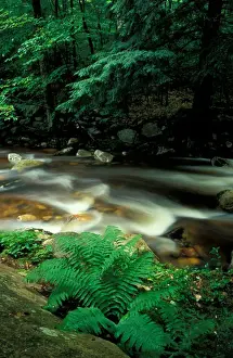Stratton, VT. Ferns and hemlock trees along Broad Brook in Vermonts Green Mountains