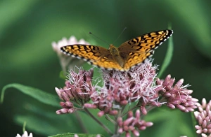 North Eastern Prints: Stratton, VT. A silver-bordered fritillary, Bolaria selene, drinking nectar