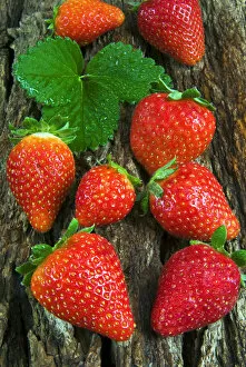 Strawberries (Fragaria vesca) on a tree bark, garden strawberry
