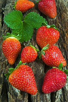 Ripe Prints: Strawberries (Fragaria vesca) on a tree bark, garden strawberry