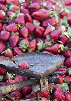 Strawberry Prints: Strawberries for sale in Fes medina, Morocco