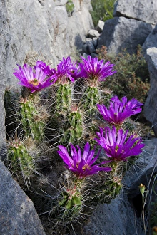Ledge Prints: Strawberry Cactus (Echinocereus enneacanthus) or Pitaya blooming in rocky ledge