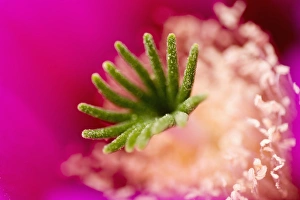 Images Dated 1st April 2009: Strawberry hedgehog, Enchinocereus engelmannii, Sonoran Desert, High Desert Park